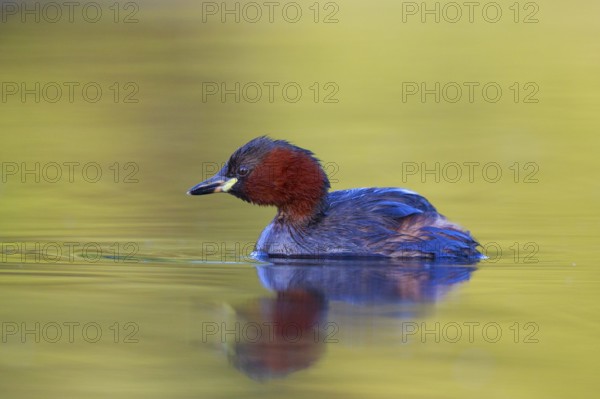 Little Grebe (Tachybaptus ruficollis), North Rhine-Westphalia, Germany