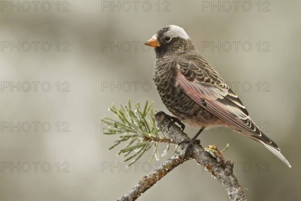 Black Rosy Finch (Leucosticte atrata), New Mexico, USA