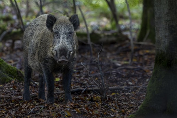 A movement causes the wild boar (Sus scrofa) to pause and, with a concentrated gaze, it looks attentively, watching, Denmark