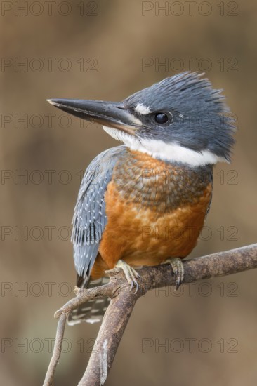 Ringed Kingfisher (Megaceryle torquata) perched on a branch in the Pantanal of Brazil