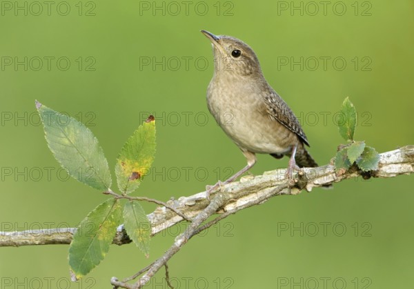 House Wren (Troglodytes aedon), Texas, USA