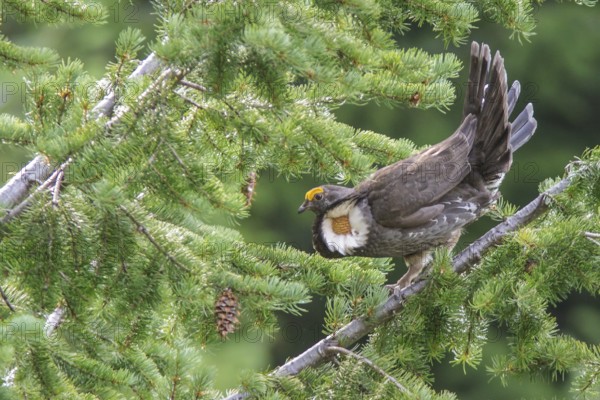 Sooty Grouse (Dendragapus fuliginosus) in the mountains of British Columbia, Canada