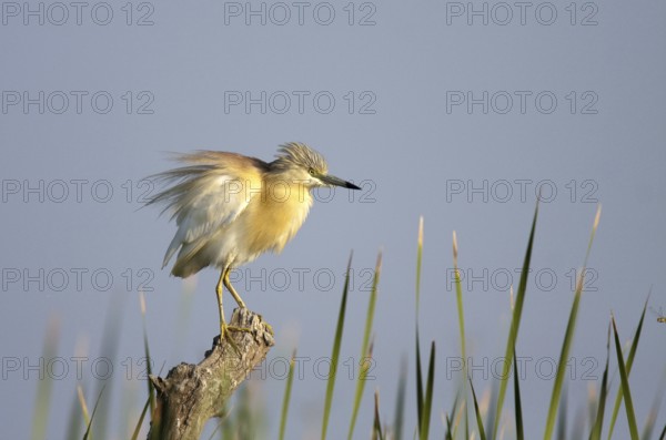 Squacco Heron (Ardeola ralloides), Andalusia, Spain