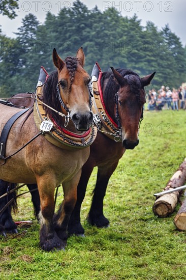 Two back horses, cold-blooded horses at work, demonstration, Horse Park 2017 event, Wendlinghausen Castle and Estate, Castle Park, Dörentrup, Teutoburg Forest, Germany