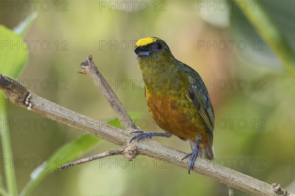 Olive-backed Euphonia (Euphonia gouldi) male, Costa Rica