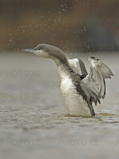Black-throated Loon (Gavia arctica) juvenile, North Rhine-Westphalia, Germany