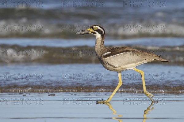 Beach Stone-curlew (Esacus magnirostris), Queensland, Australia
