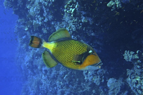 Giant triggerfish (Balistoides viridescens)
