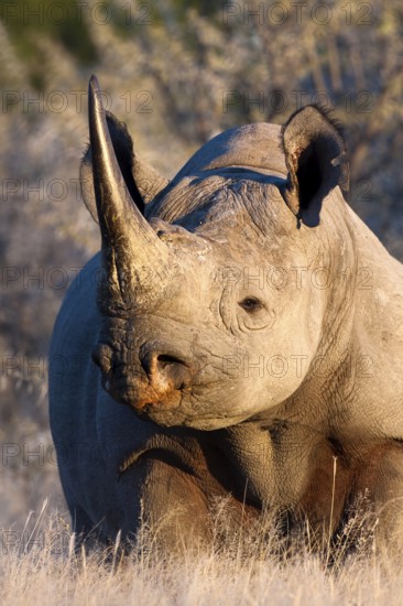 Black rhinoceros (Diceros bicornis) portrait, Etosha National Park, Namibia