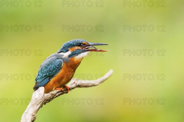 Common kingfisher (Alcedo atthis) sitting on an old wooden branch eating his fresh cought fish in late summer, wildife, Bavaria, Germany