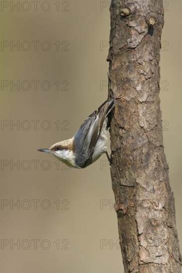 Brown-headed Nuthatch (Sitta pusilla), Texas, USA