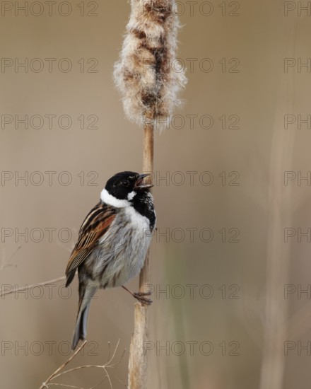 Common Reed Bunting (Emberiza schoeniclus) male singing from a cattail, Mecklenburg-Western Pomerania, Germany