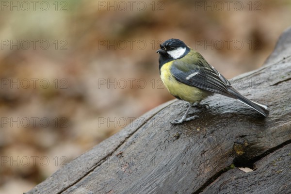 Great Tit (Parus major), perched on a branch, Oviedo, Asturias, Spain