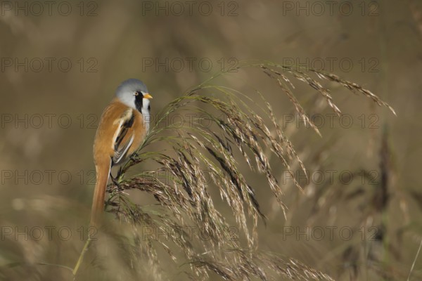 Bearded tit or reedling (Panurus biarmicus) adult male bird on a Common reed seedhead, RSPB Strumpshaw fen nature reserve, Norfolk, England, United Kingdom
