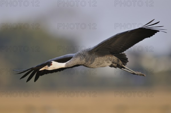Hooded Crane (Grus monacha) flying, Arasaki, Japan