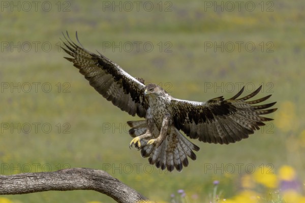 Bonelli's eagle (Aquila fasciata), landing, Andalusia, Spain