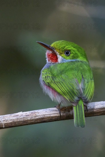 Cuban Tody (Todus multicolor) perched on a branch in Cuba