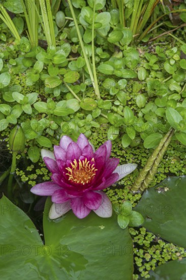 Red water lily (Nymphaea) on green leaves in a pond, duckweed, Baden-Württemberg, Germany