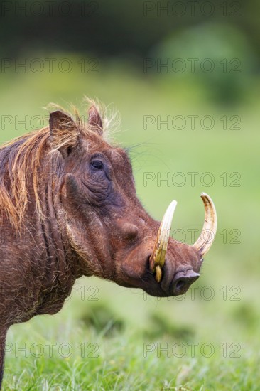 Warthog (Phacochoerus aethiopicus) Aberdare National Park Kenya