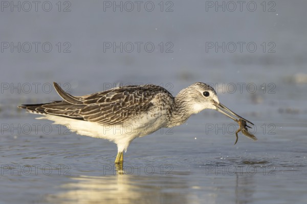 Common Greenshank (Tringa nebularia) with prey in its beak, Netherlands