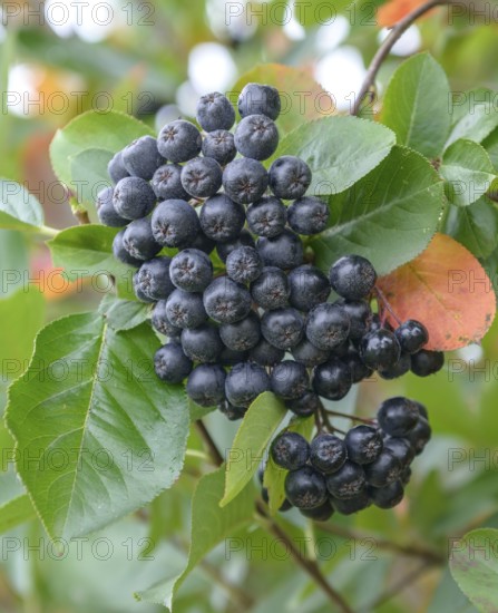 Chokeberry (Aronia × prunifolia 'Nero'), Merkel family, Germany