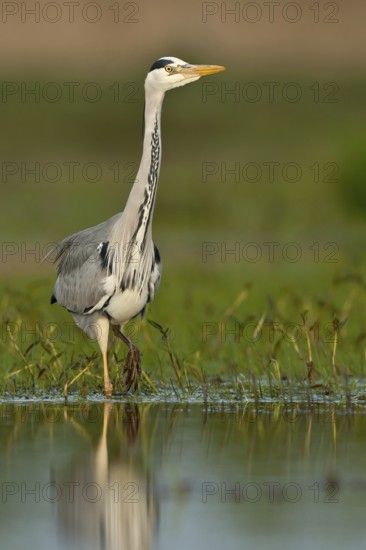 Grey Heron (Ardea cinerea), Schleswig-Holstein, Germany