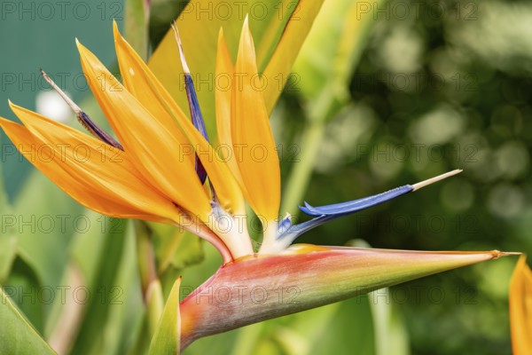 Close-up of a Strelitzia flower, showcasing its vivid orange and blue petals against a soft-focus green background. The image captures the exotic beauty and intricate details of the blossom