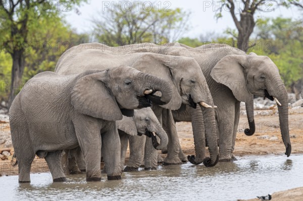 Herd of animals, animal family with young, African elephant (Loxodonta africana) drinking at a waterhole, Etosha National Park, Namibia