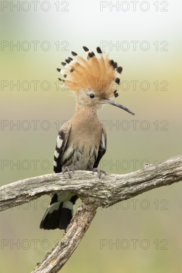 Eurasian Hoopoe (Upupa epops) perched on a branch, Serbia