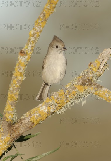 Oak Titmouse (Baeolophus inornatus) perched on a branch, California, USA
