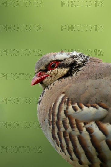 Red legged or French partridge (Alectoris rufa) adult bird head portrait, England, United Kingdom