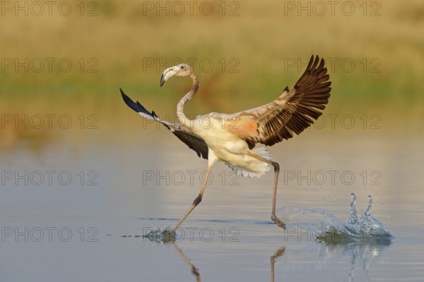 Pink flamingo, (Phoenicopterus ruber), Phoenicopterus roseus, animals, birds, flamingo, biotope, habitat, waters, foraging, Lesbos, Salalah, Dhofar, Greece
