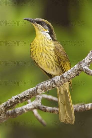 Varied Honeyeater (Gavicalis versicolor) pair, Queensland, Australia