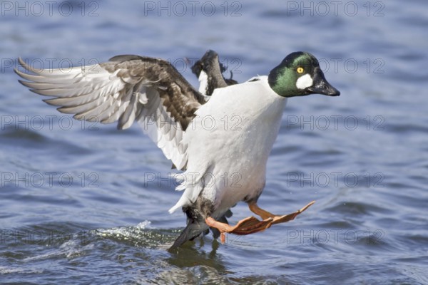 Common Goldeneye (Bucephala clangula) male landing, British Columbia, Canada
