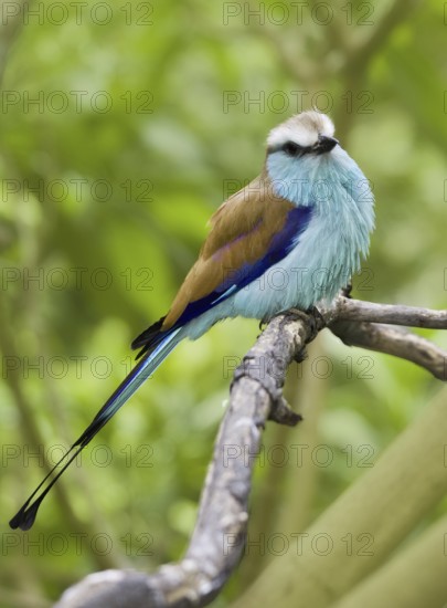 Racket-tailed Roller (Coracias spatulatus), California, USA