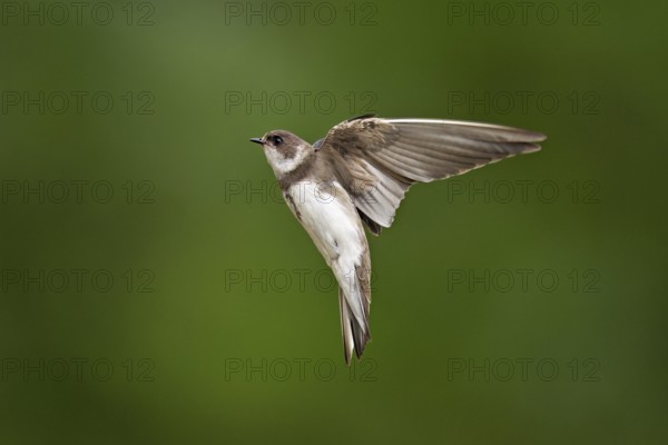 Sand martin (Riparia riparia), in flight, Reussegg nature reserve, Canton Aargau, Switzerland