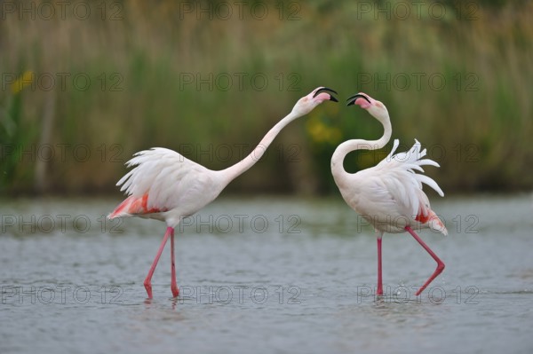 Rosaflamingo (Phoenicopterus ruber) Greater Flamingo