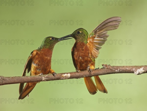 Chestnut-breasted Coronet (Boissonneaua matthewsii) perched on a branch, Napo, Ecuador