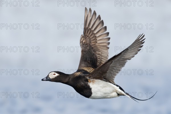 Long-tailed Duck (Clangula hyemalis) male flying, Alaska, USA