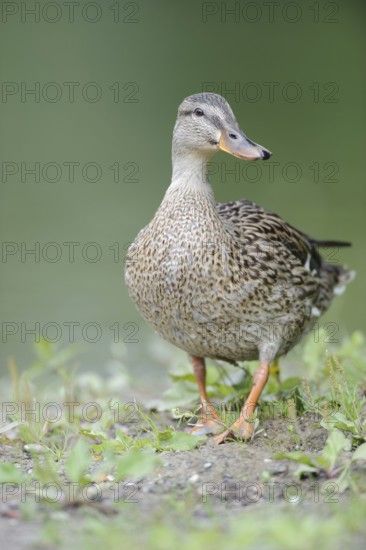 Mallard (Anas platyrhynchos) female, Thuringia, Germany