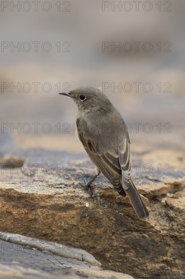 Rusty-tailed Wheatear, (Oenanthe familiaris), adult, alert, Mountain Zebra National Park, South Africa