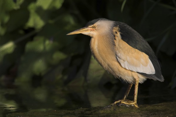 Little Bittern (Ixobrychus minutus), Lesvos, Greece