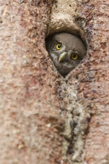 Eurasian Pygmy Owl (Glaucidium passerinum) juvenile in breeding cavity, Thuringia, Germany