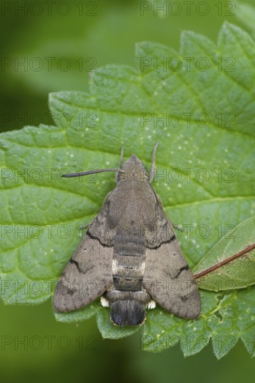 Macroglossum stellatarum - Hummingbird Hawk-Moth - Taubenschwänzchen, Germany (Baden-Württemberg), imago