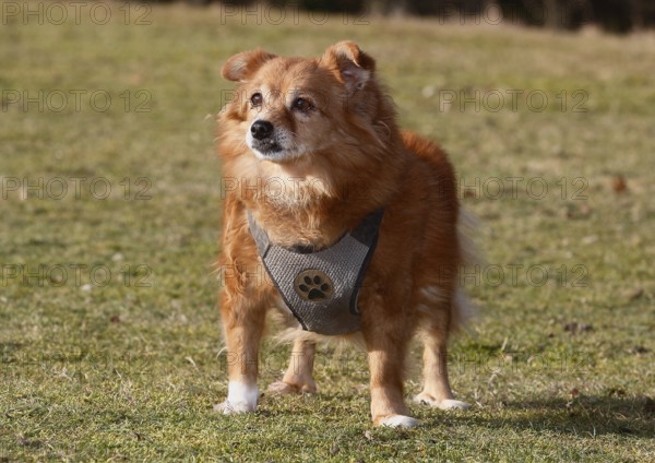 Chihuahua-Spitz crossbreed (Canis lupus familiaris), standing from the front on the meadow, North Rhine-Westphalia, Germany