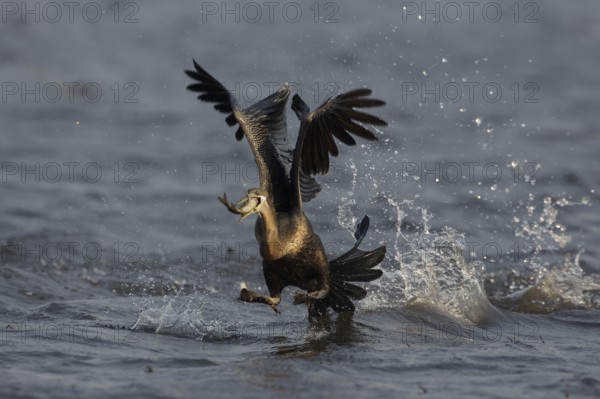 African Darter (Anhinga rufa) with captured fish prey, Chobe, Botswana