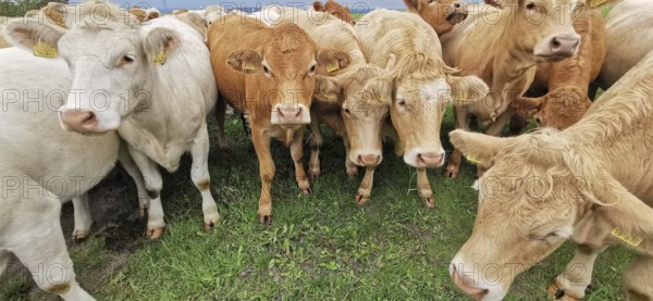 Cows (bos taurus) standing close together in a meadow, Franconian Forest nature park Park