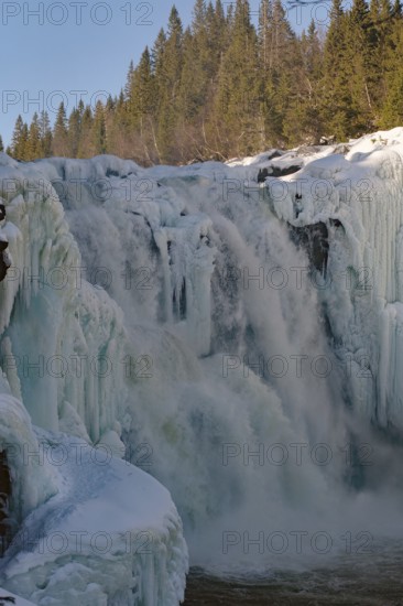 A frozen waterfall with forest in the background and snow on the rocks, water roaring over ice-covered cascades next to a dense forest backdrop, winter, Sweden's highest waterfall, Tännforsen, Åreälven, Are, Jämtland, Sweden
