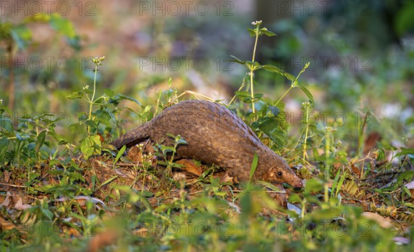 Pangolin between leaves on the ground, White-bellied pangolin (Phataginus tricuspis, Manis tricuspis), Western Region, Pangolin Rescue Centre, Uganda