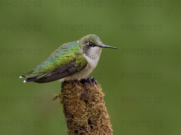Ruby-throated Hummingbird (Archilochus colubris) female, Saskatchewan, Canada